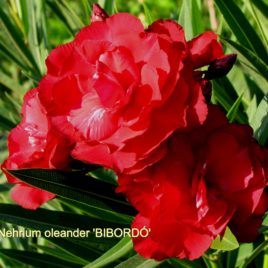 Nerium oleander ‘Bíbordó’ – telt bordó leander XXL méret