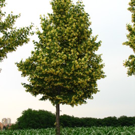 Tilia cordata ‘Böhlje’