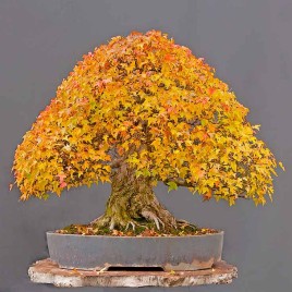 Acer burgerianum