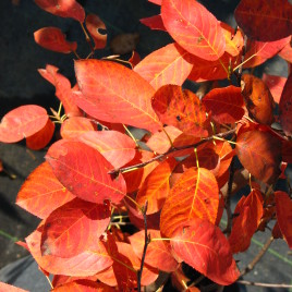 Amelanchier canadensis – mézalmácska