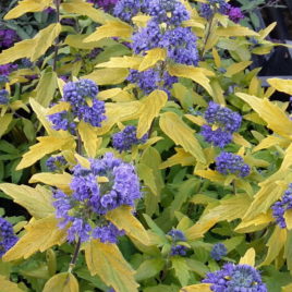 Caryopteris x ‘MarGo’
