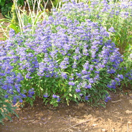 Caryopteris x ‘Grand Child’