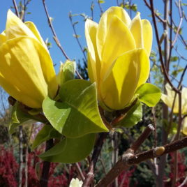 Magnolia brookliniensis ‘Yellow Bird’