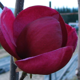 Magnolia x ‘Black Tulip’