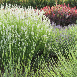 Lavandula x ‘Grappenhall’