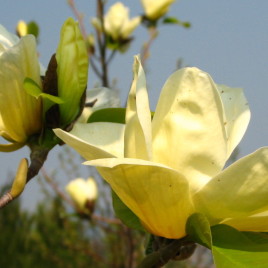 Magnolia x brookliniensis ‘Elisabeth’