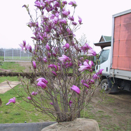 Magnolia Liliflora ‘Betty’ XXXL – Betty liliomfa bokor NAGY!