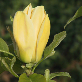 Magnolia brookliniensis ‘Yellow Bird’