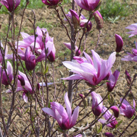 Magnolia x ‘Susan’