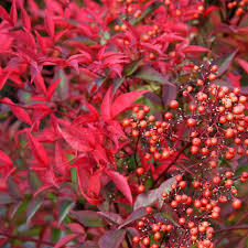 Nandina domestica – japán szentfa