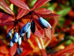Berberis julianae – júlia borbolya
