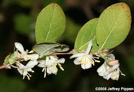 Lonicera fragrantissima – (nagyon) illatos lonc