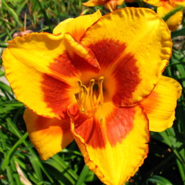 Hemerocallis csomag – Sásliliom válogatás 6db-os csomag
