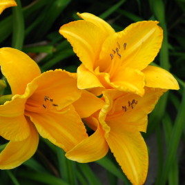 Haemerocallis – sásliliomok