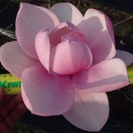 Magnolia x ‘Brixton Belle’ – liliomfa Újdonság!