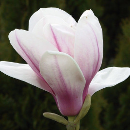 Magnolia soulangiana ‘Alba Superba’ – liliomfa