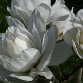 Magnolia stellata ‘Wildcat’ – telt virágú liliomfa