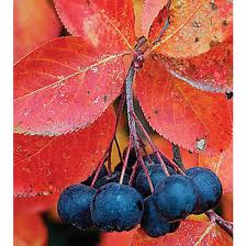 Aronia melanocarpa – fekete ,törpe berkenye