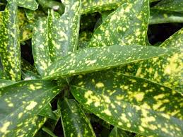 Aucuba japonica ‘Picturata’ – pettyegetett babérsom