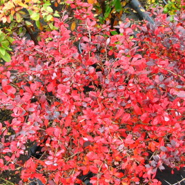 Berberis X ‘Red Juwel’ – ékszer borbolya