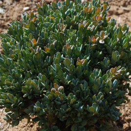 Buxus rugulosa v.intermedia – nagyon -nagyon törpe, buxus különlegesség!