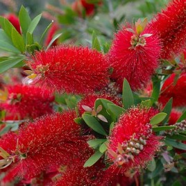 Callistemon citrinus – piros kefevirág