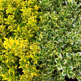 Euonymus fortunei – kúszó kecskerágó fajták