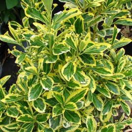 Euonymus japonica ‘Bravo’ – tarka levelű japán kecskerágó