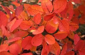 Cotinus coggygria – cserszömörce