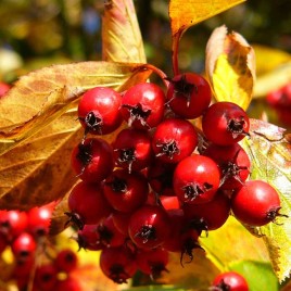Crataegus prunifolia – szilva levelű galagonya