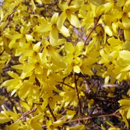 Forsythia x ‘Maluch’ -törpe aranyvessző