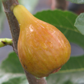 Ficus carica ‘Zöld óriás’ – gyümölcs füge