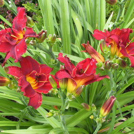 Haemerocallis x ‘Highland Lord’ – sásliliom