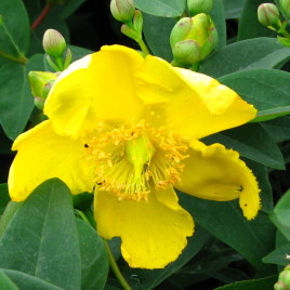 Hypericum x ‘Peter Dummer’ – apró bokrú orbáncfű