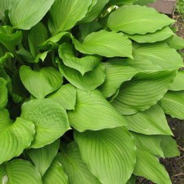 Hosta undulata ‘Erromena’ – árnyliliom