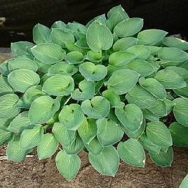 Hosta x ‘Drummer Boy’ – árnyliliom