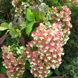 Hydrangea quercifolia ‘Snowflake’ – telt virágú tölgylevelű hortenzia