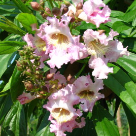 x Chitalpa tashkentiensis ‘Pink Dawn’- (Annyira új , hogy magyar neve sincs még!)