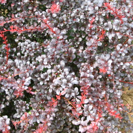 Berberis thumbergii ‘Dart’s Red Lady’ – kis növésű vérborbolya