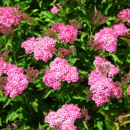 Spiraea japonica ‘Crispa’ – fodros levelű kerti gyöngyvessző