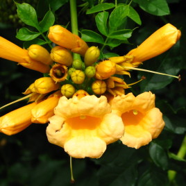 Campsis radicans ‘Yellow Trompette’ – sárga trombita folyondár