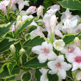 Weigela x ‘Nana Variegata ‘ – tarka levelű rózsalonc