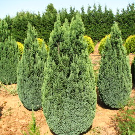Chamaecyparis lawsoniana ‘Elwood’s Gold’ – kis növésű hamisciprus