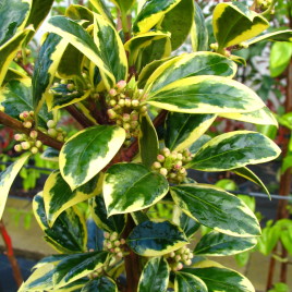 Ilex aquifolium ‘Golden King’ – aranytarka magyal
