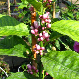 Citrus red lime – narancssárga zöldcitrom