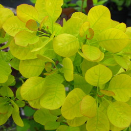 Cotinus coggygria ‘Gold Spirit’ – arany lombú cserszömörce