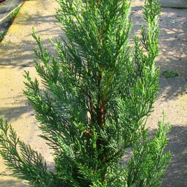x Cupressocyparis leylandii ‘Green Rocket’ – oszlopos, leyland ciprus