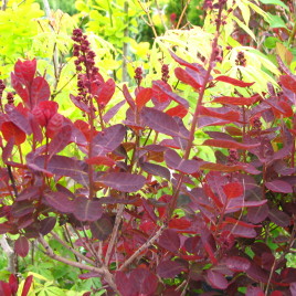 Cotinus coggygria ‘Royal Purple’ – bíbor levelű cserszömörce