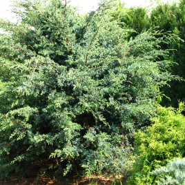 Juniperus chinensis ‘Blue Alps’- kinai boróka