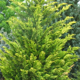 x Cupressocyparys leylandii ‘Gold Rider’ – arany leyland ciprus